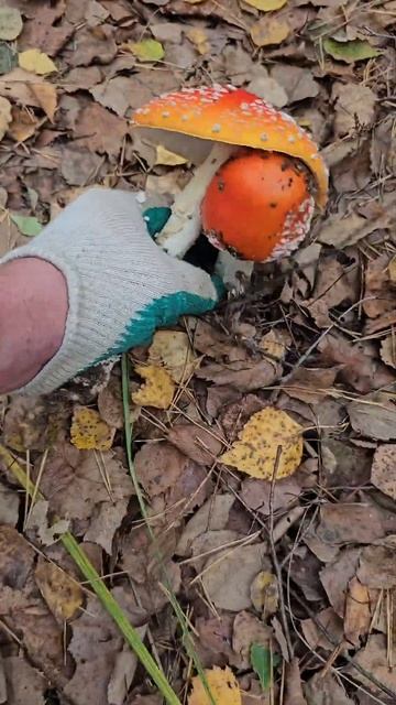 Ядовитый гриб! смотреть онлайн