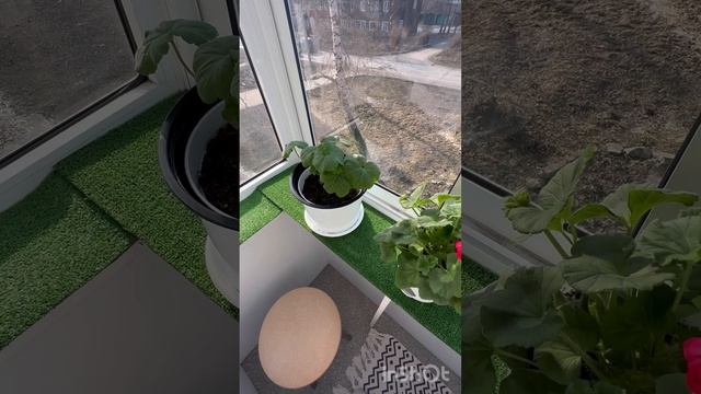 Первый обзор 2025 весна💚💚💚💚💚 ПЕЛАРГОНИИ смотреть онлайн