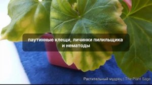 Болезни герани: как распознать и лечить быстро и эффек