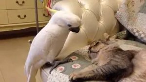 Кот и попугай прикол)