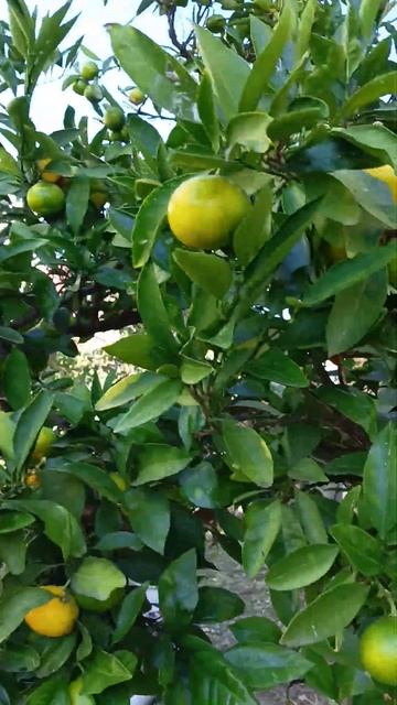 Джек-Рассел Жасмин 🐕 из Адлера ☀️ Бархатный сезон - Ч смотреть онлайн