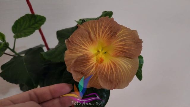 Chris Golden Eye #гибискуссортовой #Гибискус #hibiscus #GeraGibis #гера смотреть онлайн