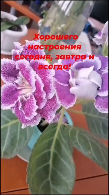 Цветок расцвёл 😍🔥🥳 #елань #волгоградская_область #з смотреть онлайн