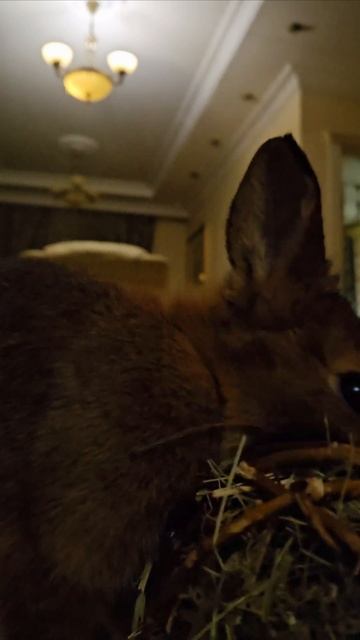 ДОВОЛЬНЫЙ КРОЛЬ ЕСТ СЕНО 🐰 #домашниеживотные #кролик смотреть онлайн