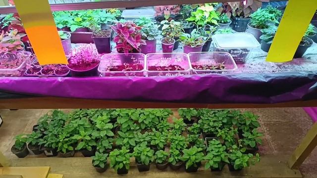 Входим в режим)))Строим новый стеллаж для рассады)