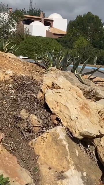 Кипарис и те кто выживают Portugal🇵🇹🫶#secretmaterials #plants#отд? смотреть онлайн