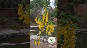 Бобовник "Вооси" или Золотой дождь" в Алматы. #сад #цвет?