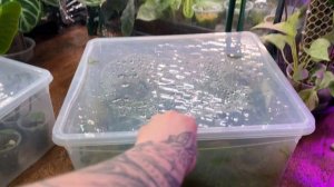 Размножение АЛОКАЗИИ ЧЕРЕНКОВАНИЕМ 🫣