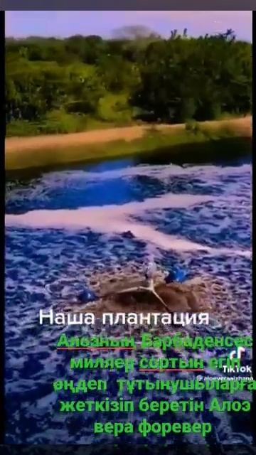 Алоэның ең жоғарғы Барбаденсес миллер сорты денсаулы смотреть онлайн