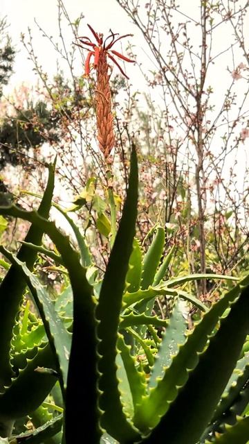 Gornensky Convent 22.02 Субботние зарисовки. Горненский монасты? смотреть онлайн