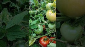 Томат для открытого грунта БЕРКУТ (БГСХА)