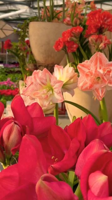 Flowers for you #цветы #blumen #гармония #оранжерея #spring смотреть онлайн