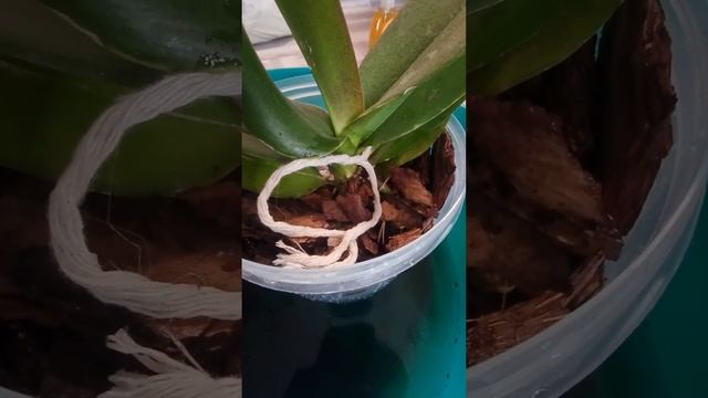 чудо-средство для орхидей #орхидеидома #орхидея #орхи? смотреть онлайн