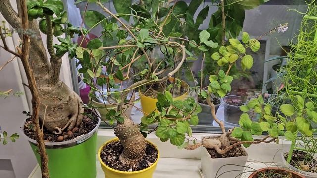 Каудексные растения смотреть онлайн