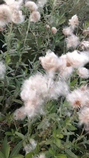 Бодяк полевой. смотреть онлайн