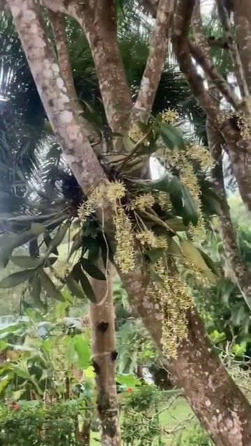 Anggrek Epidendrum stamfordianum orchid орхидея #shorts กล้วยไม้ orquídea смотреть онлайн