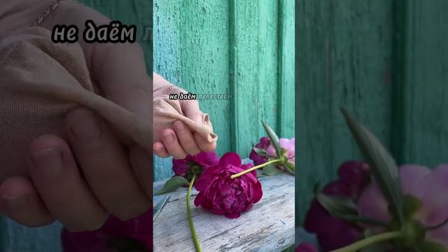 Как засушить пионы с сохранением формы смотреть онлайн
