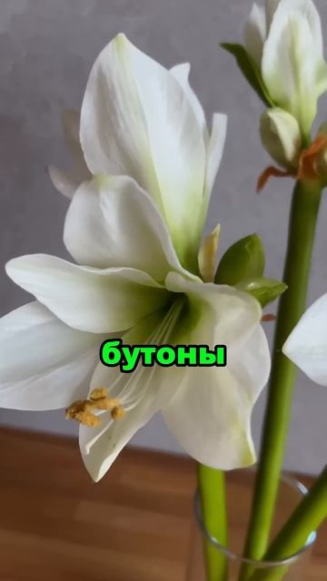 Как вырастить амариллис #цветы #садоводничество #секр? смотреть онлайн