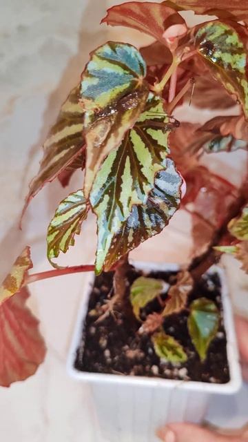 Природная бегония Ирина Джая, неприхотливая, постоянн смотреть онлайн