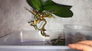 Плесень на корнях у орхидеи