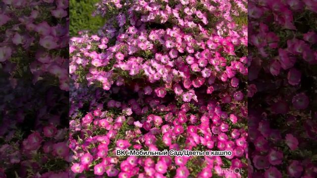 Петуния Опера Пинк Морн #кашпо #петунии #петуния