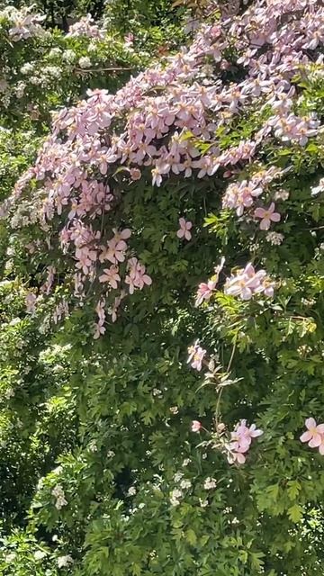 Клематис под моим окном 🌸#красота #клематис #подписка смотреть онлайн
