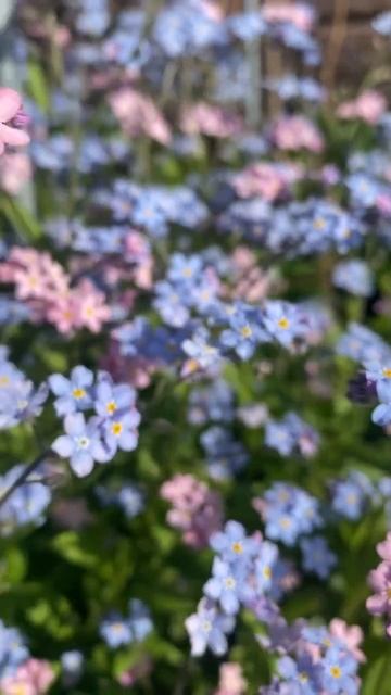 #незабудки #дача #сезон2024 #любимаядача смотреть онлайн