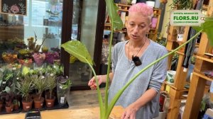 Алоказия Кукуллата на штамбе. Обзор сорта. Неприхотли?