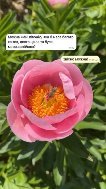 Надзвичайно красива півонія Soft Salmon Saucer!🌸 Замовити її смотреть онлайн