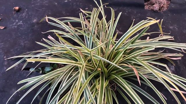 Осока Варієгата/Carex ornithopoda Variegata смотреть онлайн