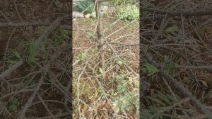 Ель сбросила иголки.Как мы ее спасли .