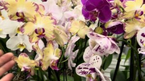 Обзор Орхидей ( Одесса садовый центр )