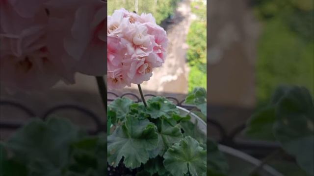 пеларгония сорт ТА-Фиона смотреть онлайн