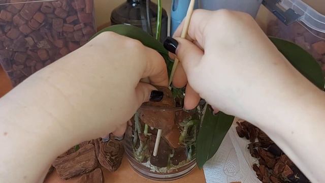 Всех поздравляю с 8 марта!!! Пересадка орхидеи  🦋🦋🦋  W