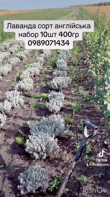 #лаванда#весна#робота #рекомендации #глобальныерекоме смотреть онлайн