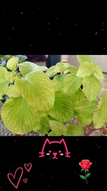 Колеус. #подпишись #nature #2025 смотреть онлайн