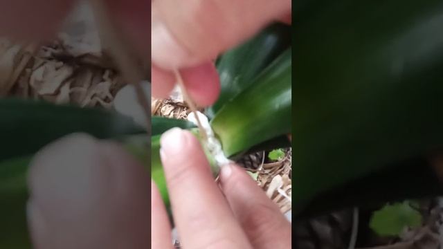 загнил цветонос у кливии, скорая помощь, clivia смотреть онлайн