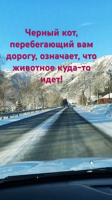 Черный кот#фразысосмыслом#путишествие#афоризмы#алтай смотреть онлайн