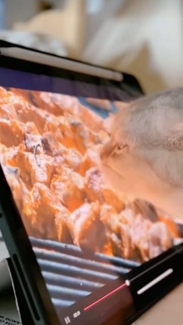 Котик ест шашлык через телевизор.#cat #кот смотреть онлайн