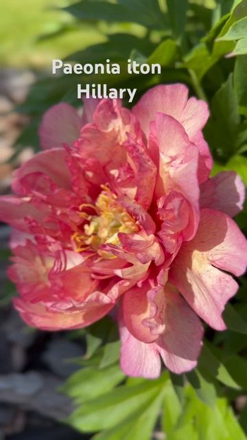 Моя прелесть раскрыл первый цветок 😍 Пион гибридный H смотреть онлайн