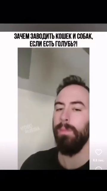 [ЗАЧЕМ ЗАВОДИТЬ КОШЕК И СОБАК, ЕСЛИ ЕСТЬ ГОЛУБЬ?!] смотреть онлайн