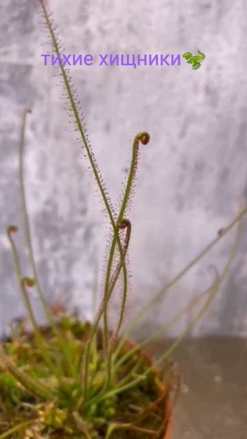 #росянка #carnivorousplants #хищныерастения #drosera #nature смотреть онлайн