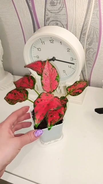 Аглаонема Cherry Red смотреть онлайн