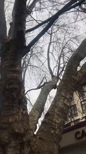 Платан в Адлере смотреть онлайн