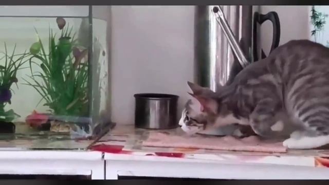 КотЭ (4) смотреть онлайн