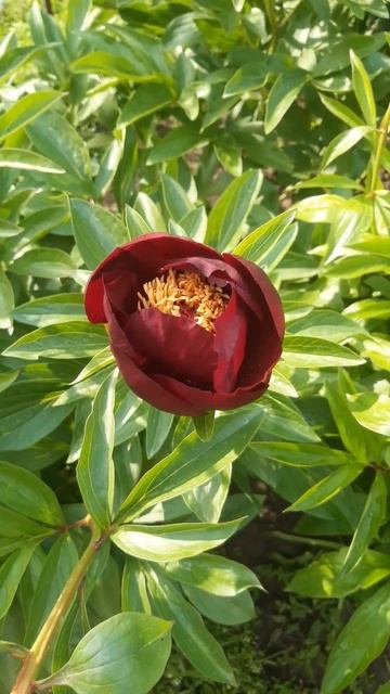 #Chocolate_Soldier #кременчук #пані_півонія #букет #пионы #пів смотреть онлайн