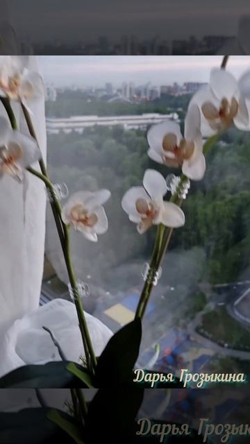 Орхидея ручной работы из фоамирана и холодного фарфор смотреть онлайн