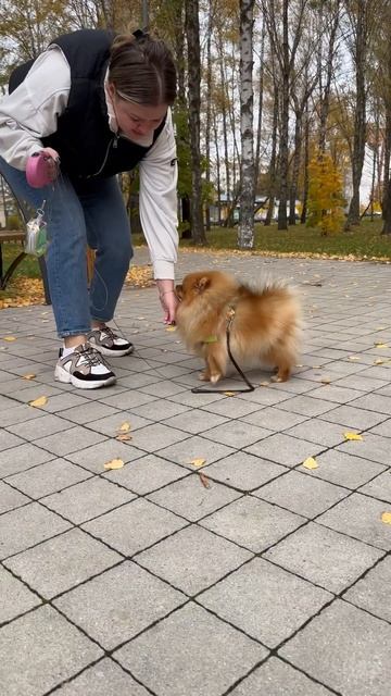 Учим 5 летнего шпица работать за еду 😅, а не есть на ха? смотреть онлайн