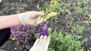 Бересклет без теплицы? Показываю, как укоренился!