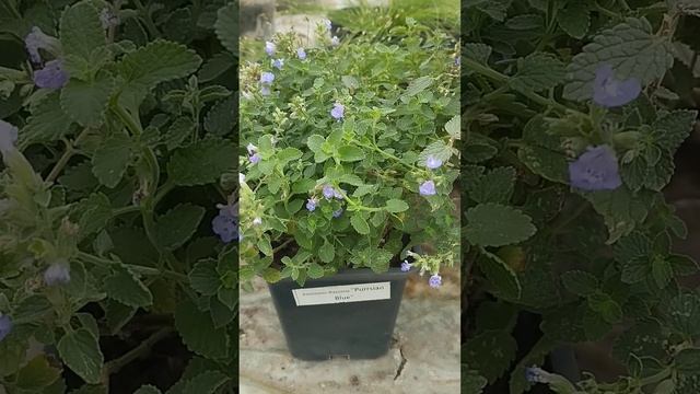13. Новинка: +5 сортов Котовника Фассена! смотреть онлайн